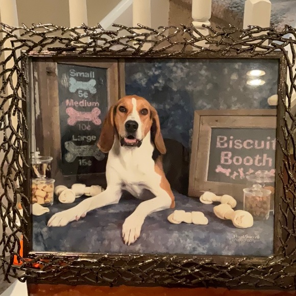 Treeing walker coonhound explained - Picture 14 of 15